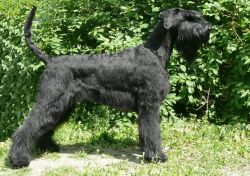 picture of dog