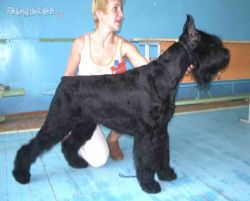 picture of dog
