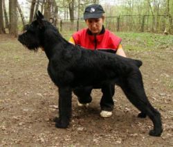 picture of dog