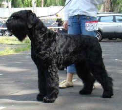 picture of dog