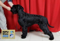 picture of dog