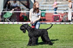 picture of dog