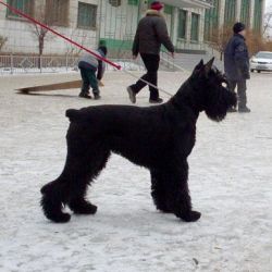 picture of dog