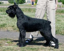 picture of dog