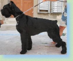 picture of dog