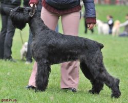 picture of dog