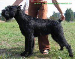 picture of dog