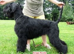 picture of dog