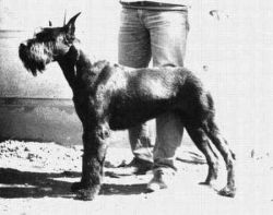 picture of dog