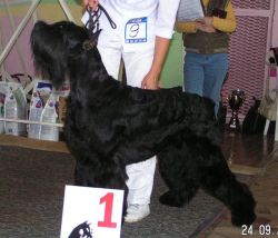 picture of dog
