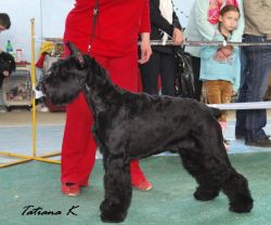 picture of dog