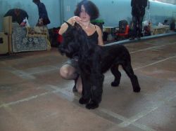 picture of dog