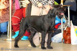 picture of dog