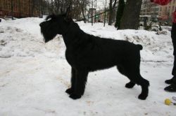 picture of dog