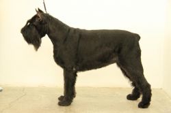 picture of dog