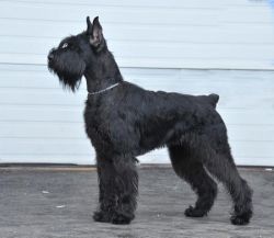 picture of dog