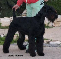 picture of dog