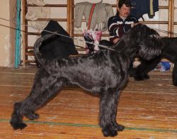 picture of dog