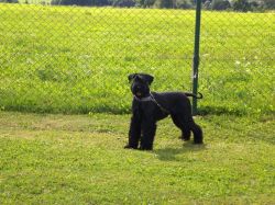 picture of dog