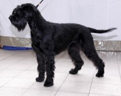 picture of dog