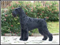 picture of dog