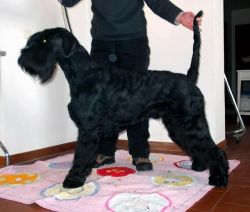 picture of dog