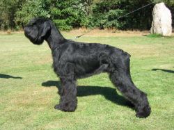picture of dog
