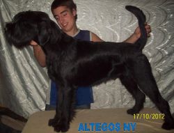 picture of dog