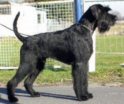 picture of dog