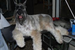 picture of dog