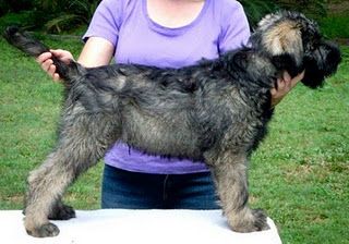 picture of dog